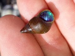 Phasianotrochus eximius