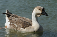 Anser cygnoides domesticus