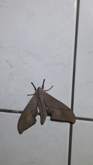 Marumba cristata bukaiana