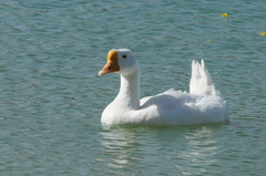 Anser cygnoides domesticus