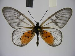 Acraea pentapolis