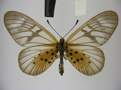 Acraea pentapolis