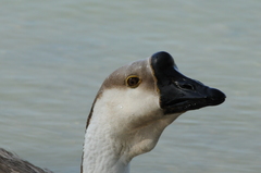 Anser cygnoides domesticus