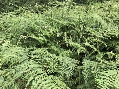 common bracken