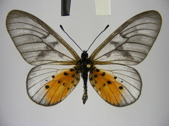 Acraea pentapolis