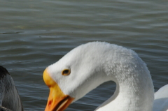 Anser cygnoides domesticus