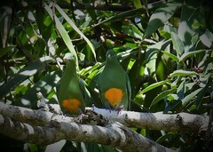 Orange-Bellied Fruit-Dove photo 5