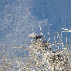 Ardea herodias