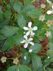 Rubus