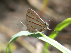 Hemiolaus caeculus