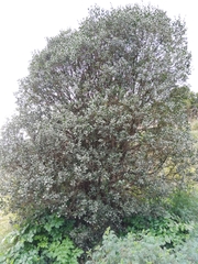 Phillyrea latifolia