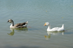 Anser cygnoides domesticus