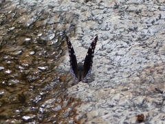 Charaxes guderiana