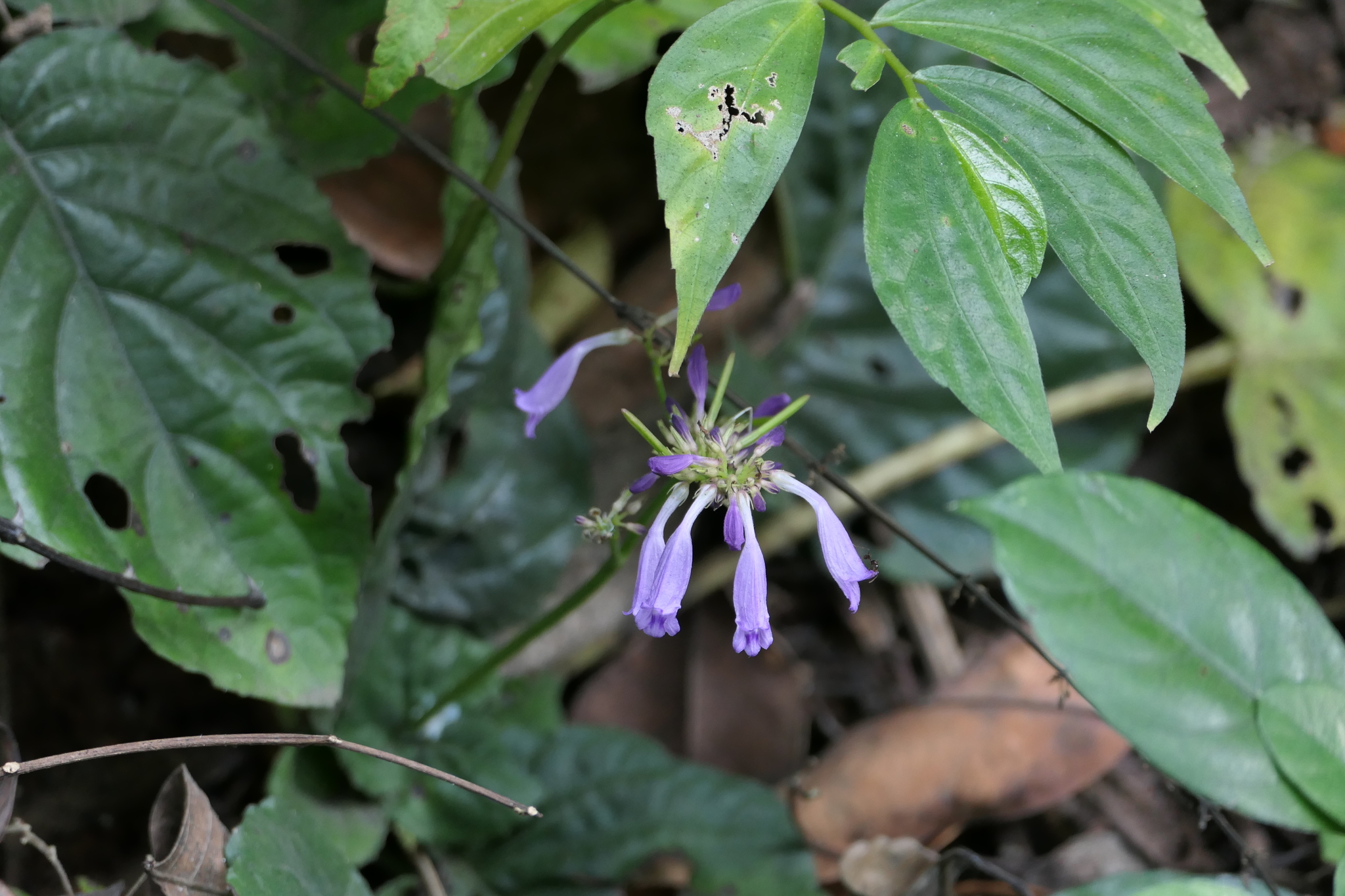 Gymnostachyum polyanthum Wight