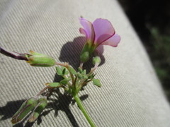 Oxalis bifida