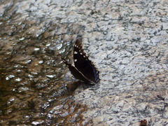 Charaxes guderiana