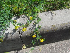 Medicago falcata