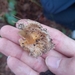 Sarı Borazan Mantarı (Craterellus lutescens)