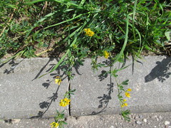 Medicago falcata