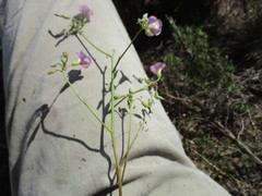 Oxalis bifida