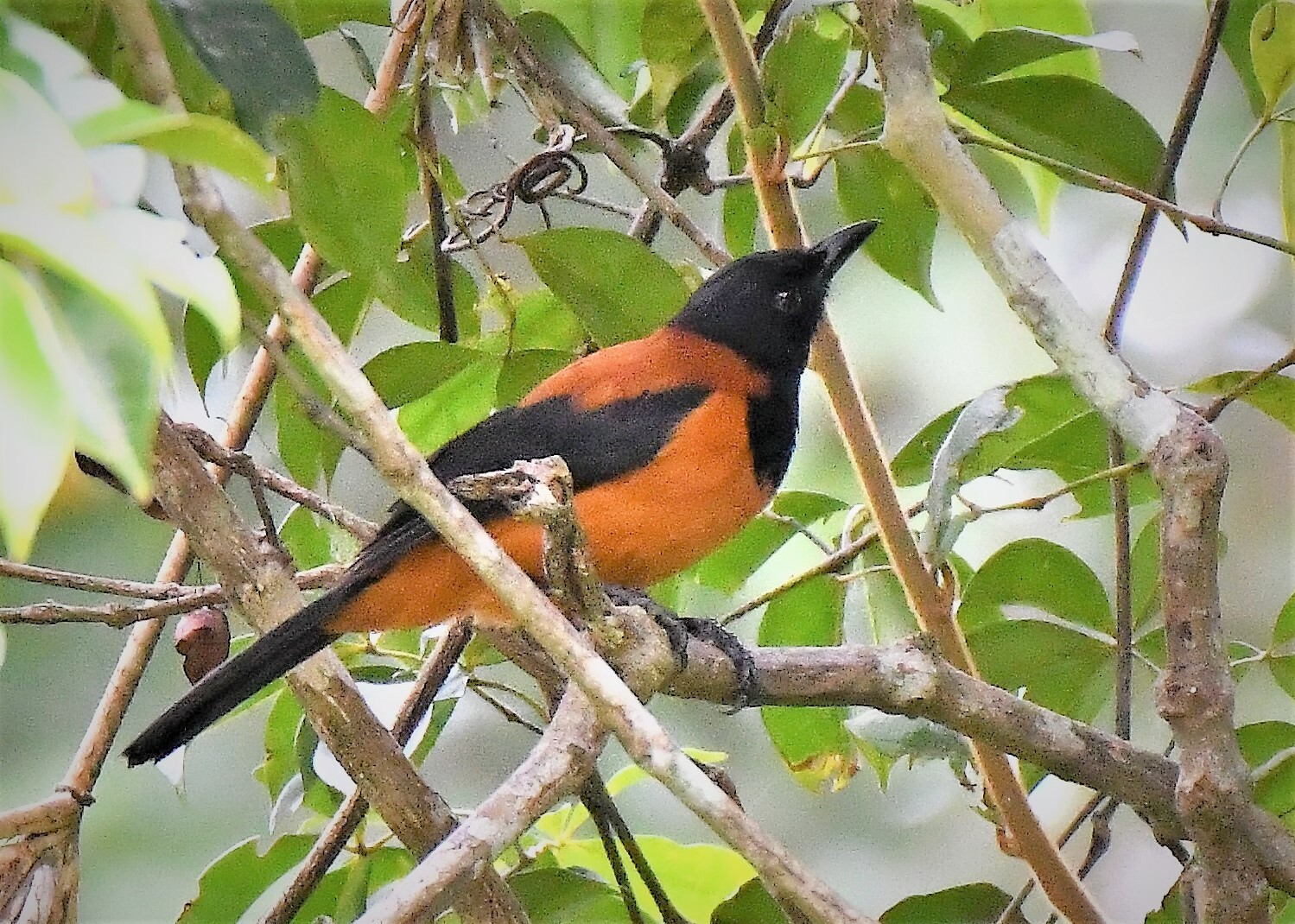 Photos of Hooded Pitohui (Pitohui dichrous) · iNaturalist
