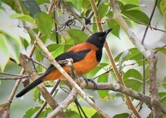 Hooded Pitohui photo 5