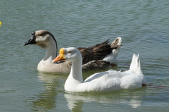 Anser cygnoides domesticus