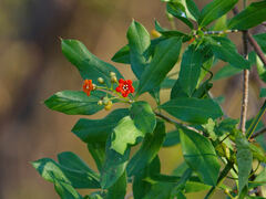 Bonellia macrocarpa image