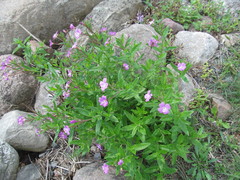 Epilobium hirsutum