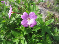 Epilobium hirsutum