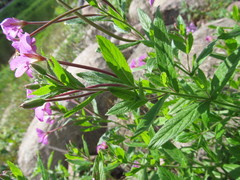 Epilobium hirsutum