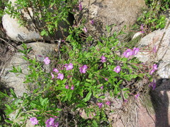 Epilobium hirsutum
