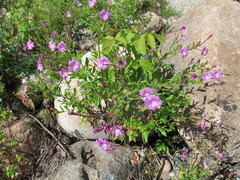 Epilobium hirsutum