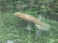 Trichechus manatus