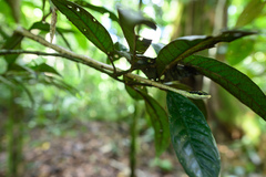 Montane Treesnake photo 2
