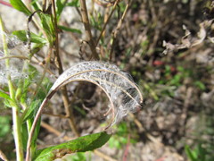 Epilobium hirsutum