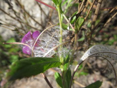 Epilobium hirsutum