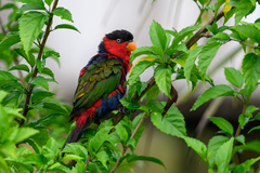 Black-Capped Lory photo 3