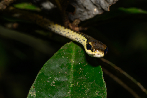 Photo of a Montane Treesnake (Dendrelaphis gastrostictus)