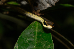 Montane Treesnake photo 3
