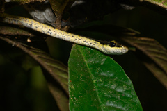 Montane Treesnake photo 1