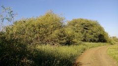 Salix acmophylla