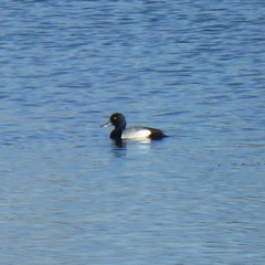 Aythya affinis