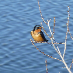 Hirundo rustica