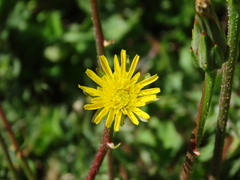 Scorzonera laciniata