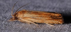 Eucosma radiatana
