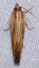 Eucosma radiatana