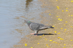 Columba livia