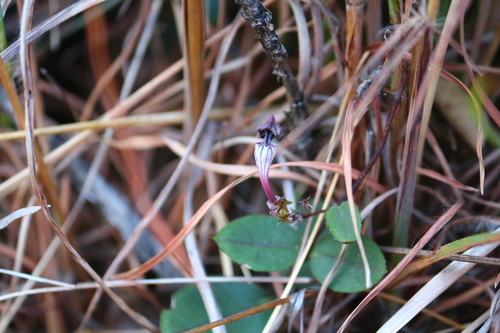 Ceropegia rendallii