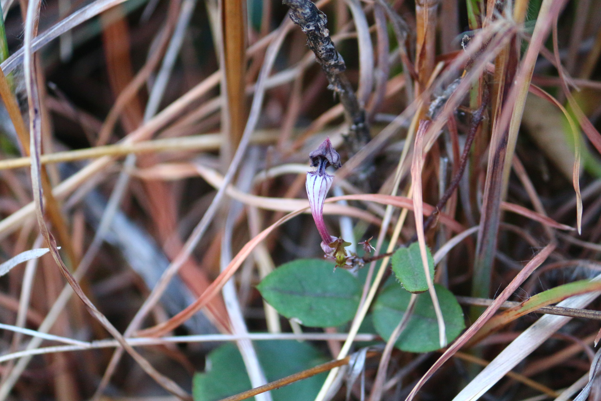 Ceropegia rendallii